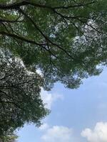 bottom up view to big tree on sky background photo