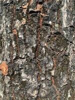 abstract surface of tree bark on background photo