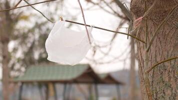Plastic bag caught in tree near park area on a cloudy day video