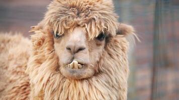 Fluffy alpaca relaxing on a sunny afternoon at the farm video