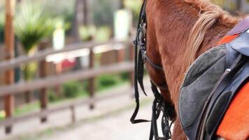 Horse close-up in a stable during a sunny afternoon video