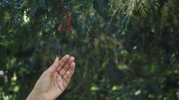 Exploring nature by touching vibrant green tree branches outdoors video