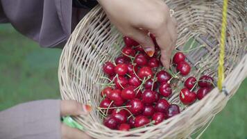 Harvesting fresh cherries in a sunny orchard setting video