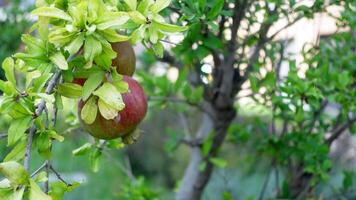Pomegranate fruits ripening on tree branches in garden video