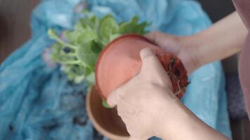 Potting new plants in a backyard garden during warm afternoon video