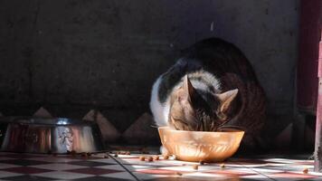 Cat enjoys meal in cozy kitchen during afternoon sun video