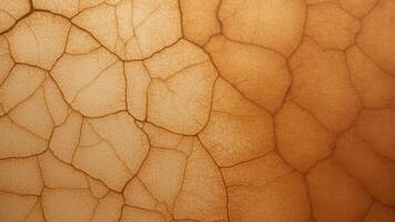 Cracked tan surface texture with dark lines photo