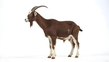Toggenburg goat against white background photo