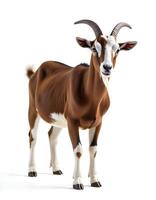 Toggenburg goat against white background. photo