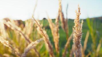 Spring With Grass Plants Illuminated By The Sun To Gently Relax wind photo