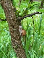 Large snail resting on a branch surrounded by green grass, captured in a natural outdoor setting, close view, vertical photo, concepts of nature, wildlife, and slow living photo