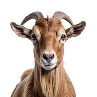 A close-up of a proud brown goat with curved horns against a white background photo
