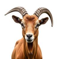 CloseUp of a Brown Goat with Curved Horns on white background photo