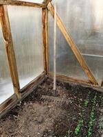 Tilled soil in a greenhouse features a wooden rake resting against the wall, next to emerging seedlings. The scene captures early stages of gardening, farming and horticulture photo