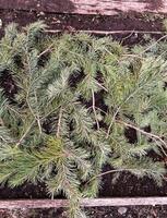 Pine branches arranged on garden soil for mulching, enhancing soil health by promoting moisture retention and preventing weed growth, an eco-friendly gardening technique photo