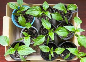 Overhead view of young green pepper seedlings in pots arranged neatly in a tray. Each plant shows vibrant growth and healthy leaves, ideal for home gardening enthusiasts photo