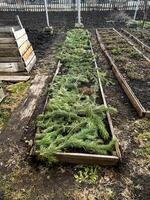 Raised garden bed covered with pine branches, showcasing a method to protect soil and plants during colder months. Wooden enclosures and a compost bin are visible in the garden setup photo