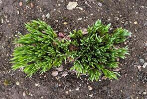 New green shoots emerge from the soil in a wooden garden bed, signaling the arrival of spring The fresh growth showcases the renewal of nature's cycle photo