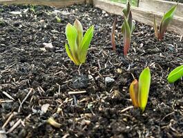 Close-up of young tulip sprouts emerging from rich garden soil in a raised bed, showcasing the early stages of plant growth and new life in a spring garden setting photo