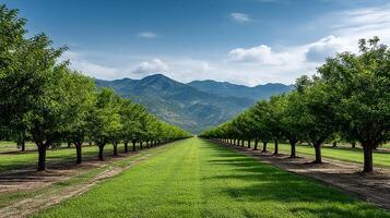 Scenic view of lush green orchard rows with mountains in the background under a clear sky. photo