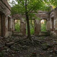 A tree growing in a ruined building with a few windows photo