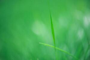 Green natural background of a blade of grass with a drop of water in focus and blurred grass. photo