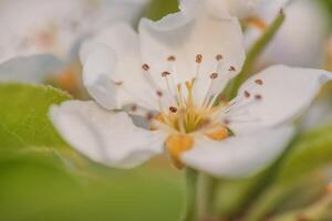 Flower on a fruit tree macro photo. Spring nature macro. photo