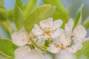 Tree with white flowers in spring in April. Springtime. photo