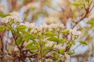 Pear tree with white flowers in April. Springtime. photo