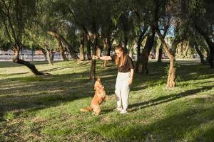 Woman shows affection to her cocker spaniel in a sunny park on a peaceful day photo