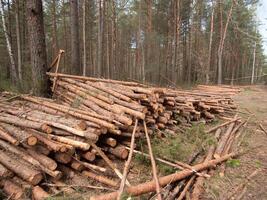 Stacks of timber in a serene forest, showcasing sustainable logging practices that benefit the ecosystem photo