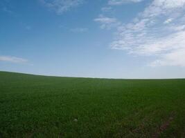A tranquil and serene landscape showcases a vast lush green field that extends beneath a bright blue sky photo