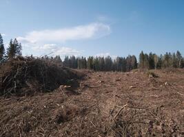 A deforested landscape portrays vast areas of cleared ground and leftover timber remnants beneath a clear blue sky photo