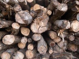 A closeup view of stacked logs that showcases the captivating wood textures and distinct grain patterns found in them photo