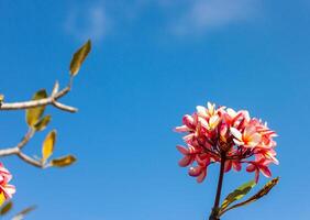 a flower with a blue sky in the background photo