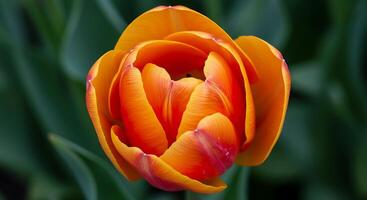 Captivating Outdoor Flower Close-Up with Sharp Natural Textures photo