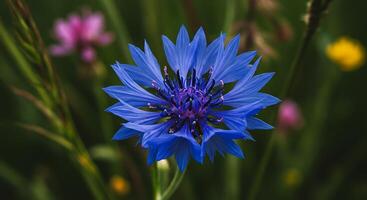 Lush Outdoor Flower with Vivid Texture and Sharp Details photo