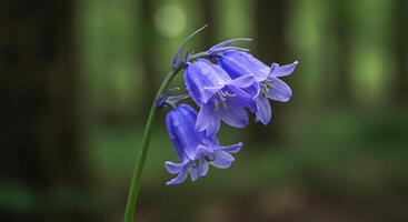 Realistic Macro Photography of a Flower with Vivid Details photo