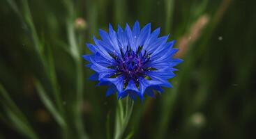 High-Resolution Flower Portrait with Exquisite Texture Details photo
