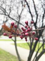 spring flower. pink Cherry flower photo
