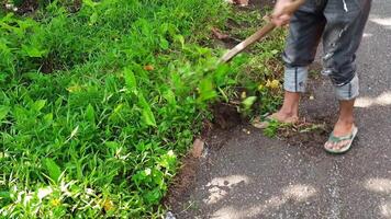 A village cleaner in Indonesia uses a hoe to remove grass at the edge of an asphalt road as part of routine public road maintenance. video