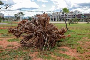 A Fallen Tree Stump being cleared out of an urban area photo