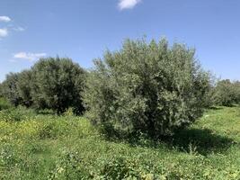 A field of green trees with a blue sky photo