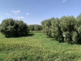Olive trees in a field with grass and bushes photo