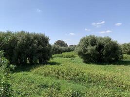 A field of green trees and bushes with a blue sky photo