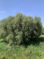 A tree in the middle of a field with grass and flowers photo