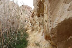 a trail through a rocky area with tall grass photo