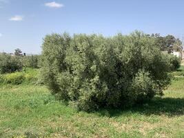 A large tree in the middle of a field photo