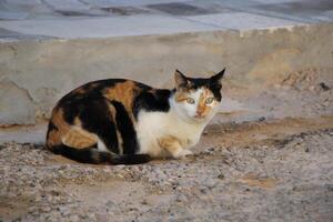 a cat sitting on the ground photo