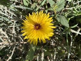 A yellow flower with a red center is in the grass photo